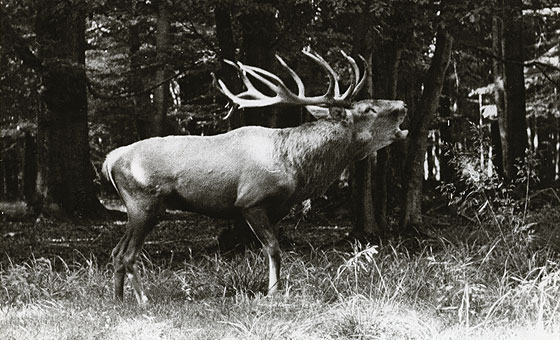 Fotografie jelena v Lánské oboře z padesátých let 20. století