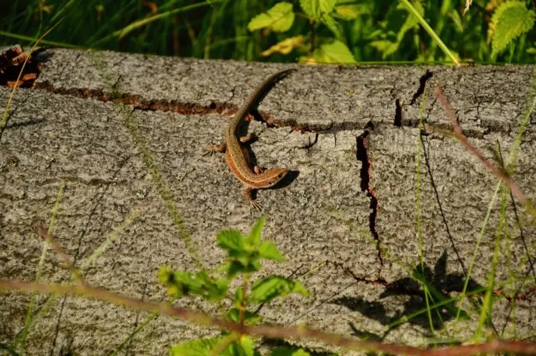 📸🌲 FOTOGRAFICKÁ SOUTĚŽ LESNÍ SPRÁVY LÁNY 2025 🌿✨