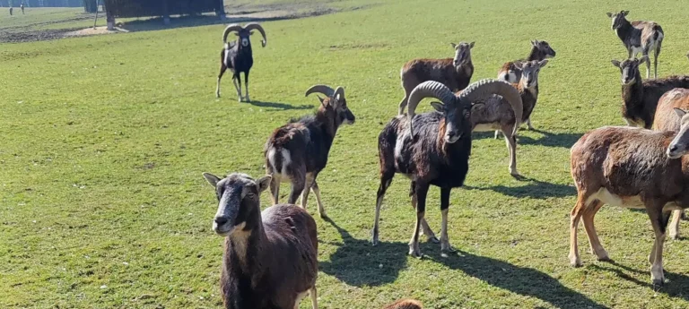 OTEVŘENÍ SEZÓNY 2026 – HURÁ DO OBŮRKY – 21. 3. 2026 – 13:00 – 16:00